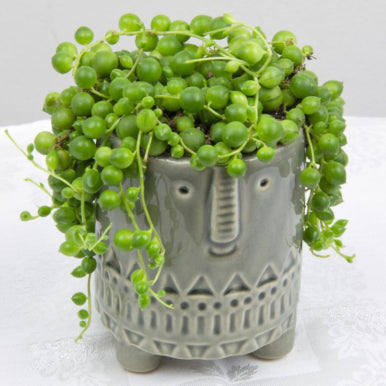 Choosing Containers, Pots and Vessels for Your Plants