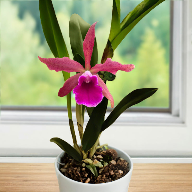 How to Grow and Bloom Cattleya Orchids