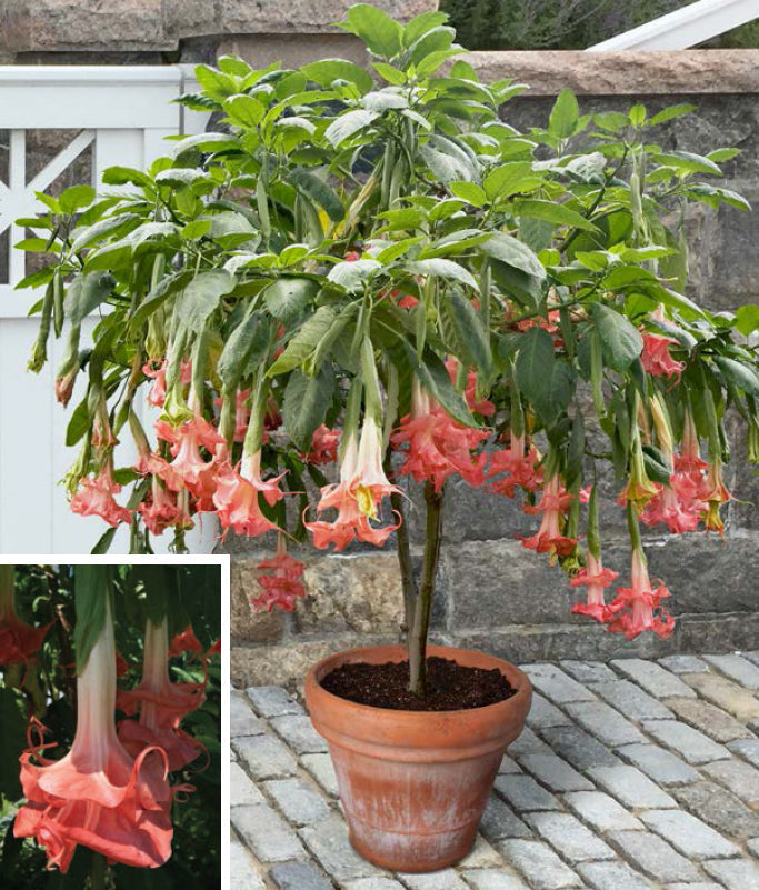 Indoor to Outdoor Gardening: Tips for Transitioning Tropical Plants
