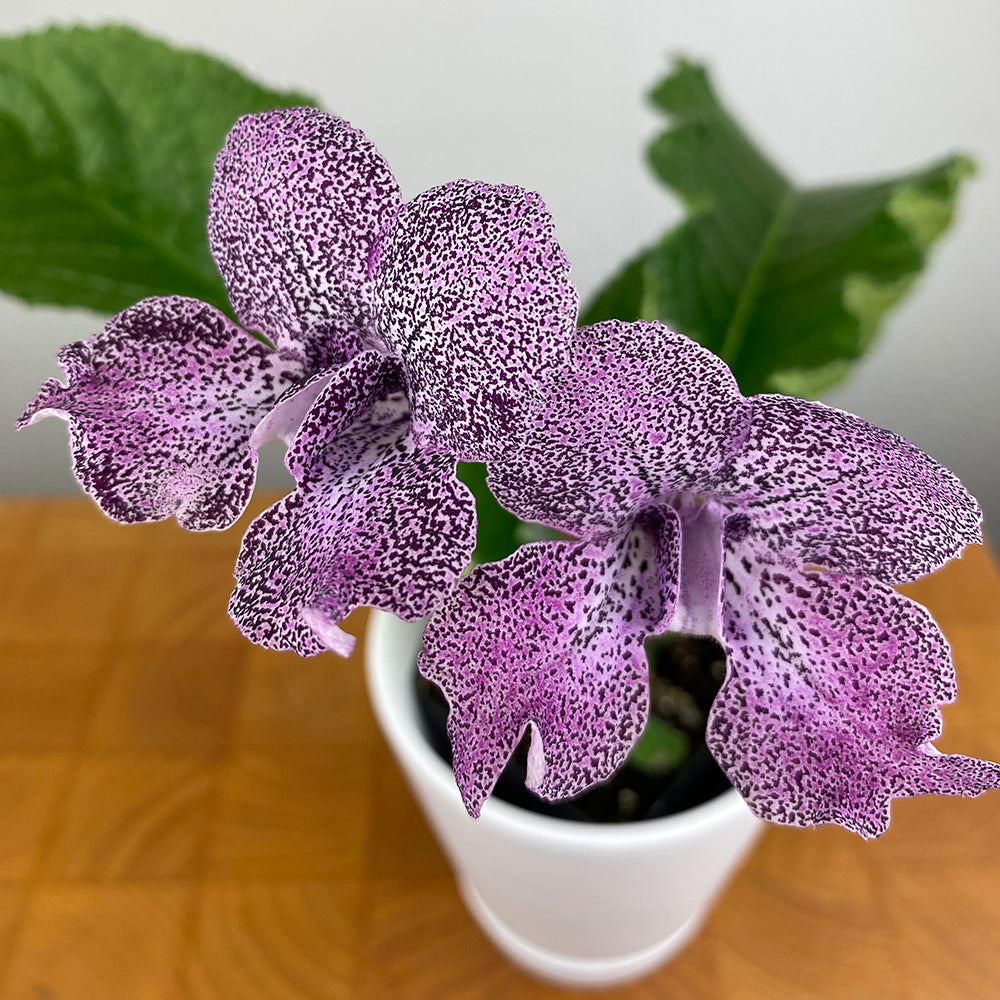 How to Grow and Flower Cape Primroses (Streptocarpus)
