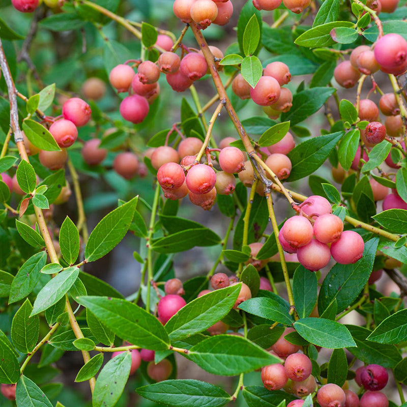 Hardy Fruiting Plants