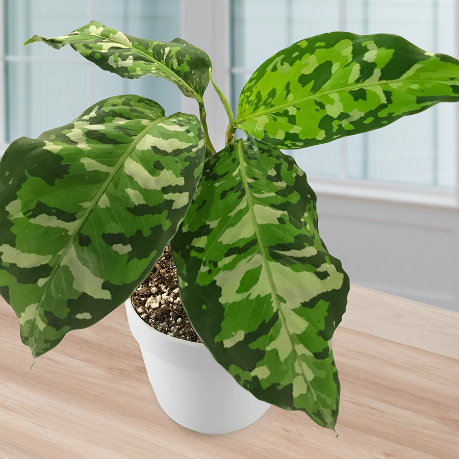 Variegated Plants