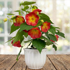 Abutilon ‘Sweet Mango'