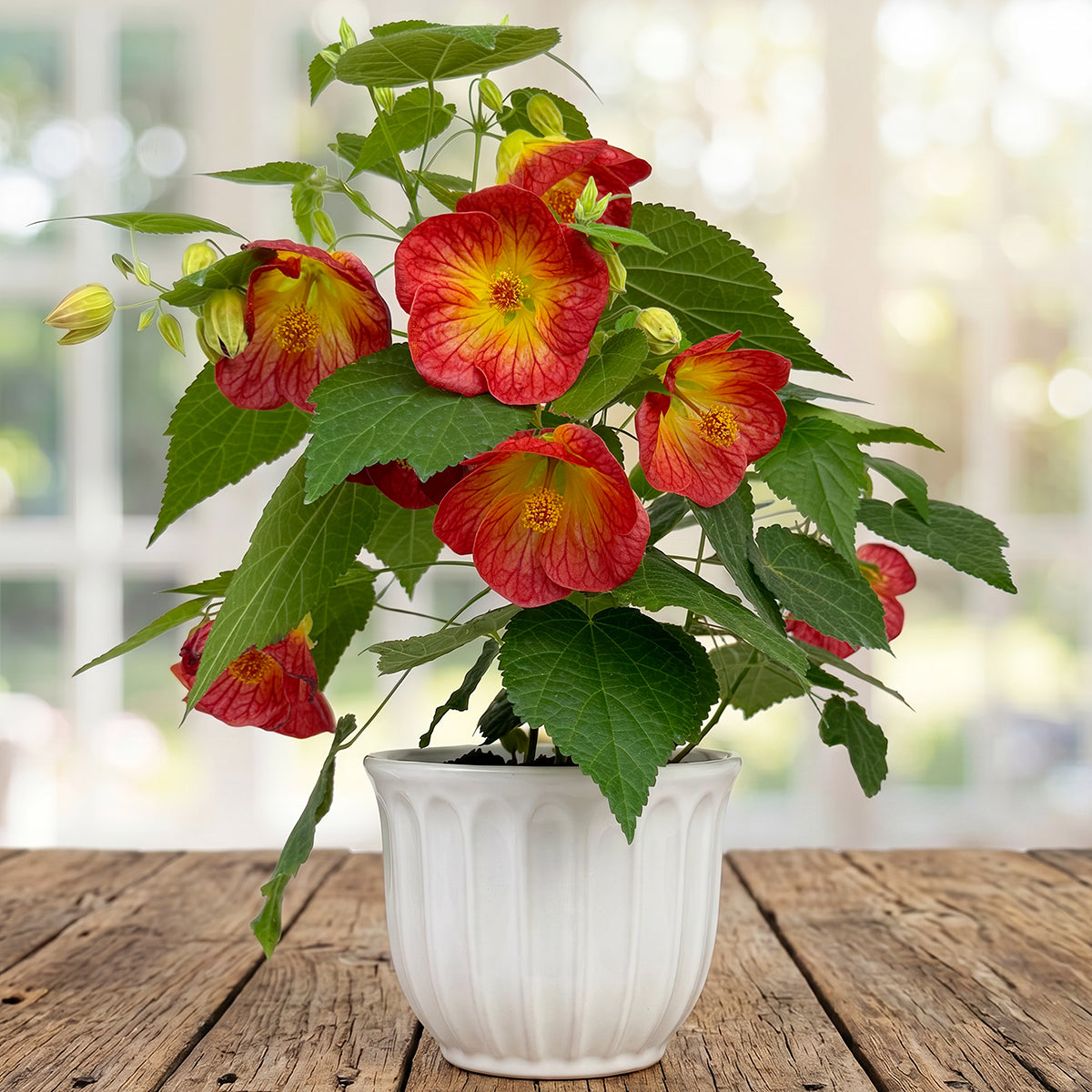 Abutilon ‘Sweet Mango'