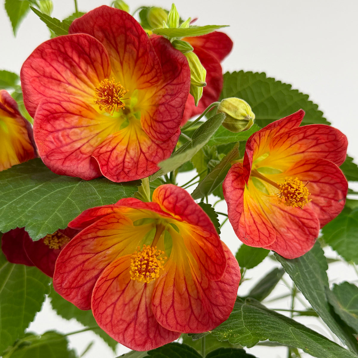 Abutilon ‘Sweet Mango'