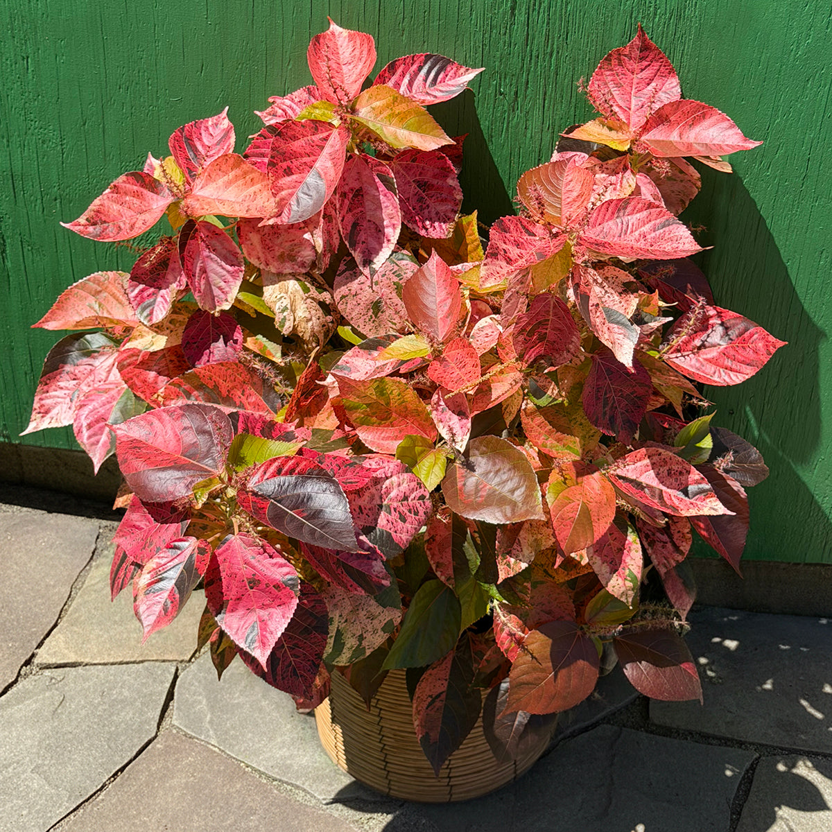 Acalypha wilkesiana 'Macafeeana' for sale