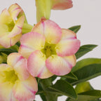 Desert Rose 'Glow' plant for sale