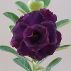 Desert Rose 'Purple Royale' adenium plant for sale