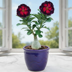 Desert Rose 'Shadow Flame' adenium plant for sale