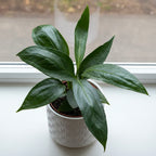 Anthurium 'Big Bill' rare aroid plant for sale