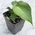 Anthurium 'Delta Force' (Anthurium hybrid)