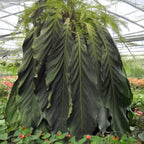 Anthurium Big Bill plant for sale