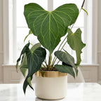 Anthurium 'Delta Force' rare aroid plant for sale