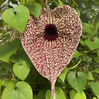 Aristolochia grandiflora plant for sale