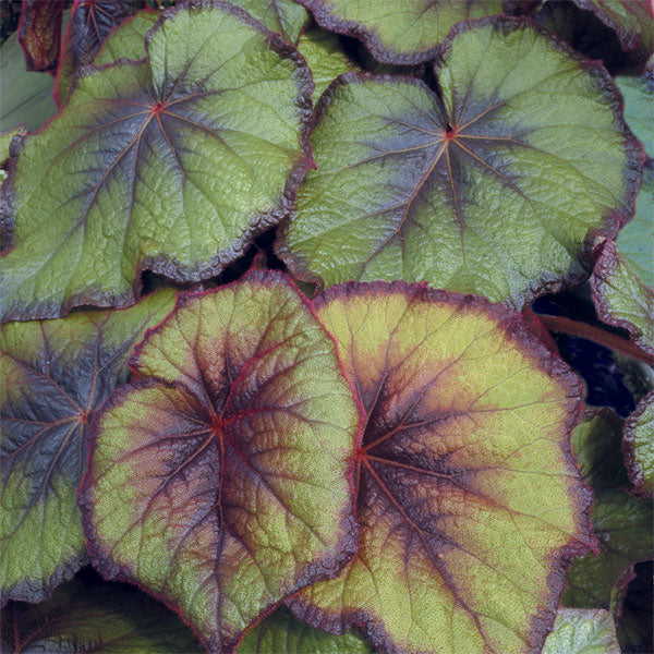 Begonia ‘Fireflush’ (Begonia rex hybrid)