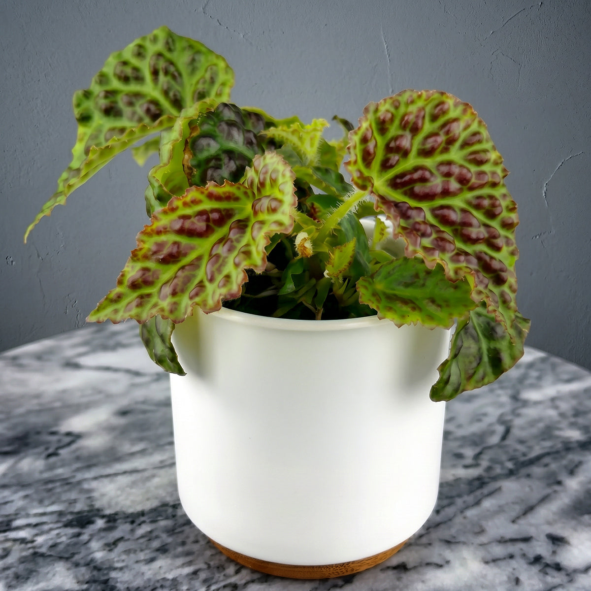 Begonia Dracopelta plant for sale