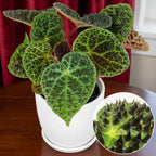 Begonia ferox plant for sale