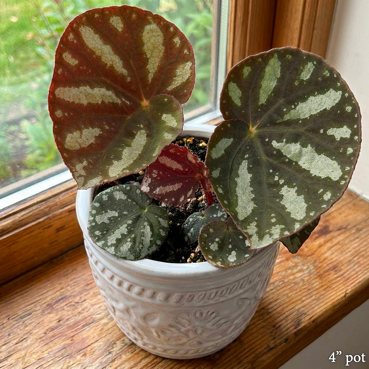Begonia barosma for sale