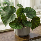 Begonia barosma for sale