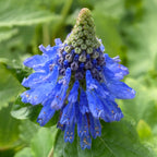 Blue Witches Hat (Pycnostachys urticifolia)