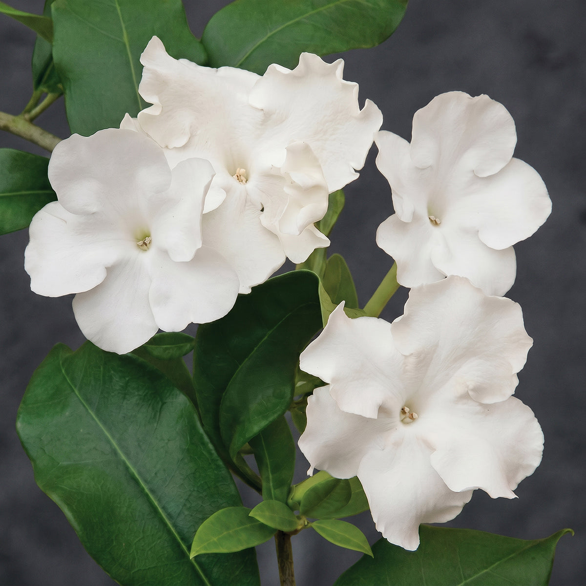 Lady of the Night (Brunfelsia gigantea) for sale