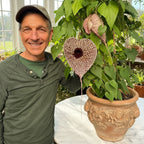 Pelican Flower (Aristolochia grandiflora)