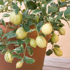 Variegated Citron Tree (Citrus medica variegata)