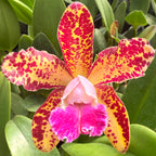 Cattleya Waianae Leopard x Sun Spots ‘Waiomao’s Golden Leopard’