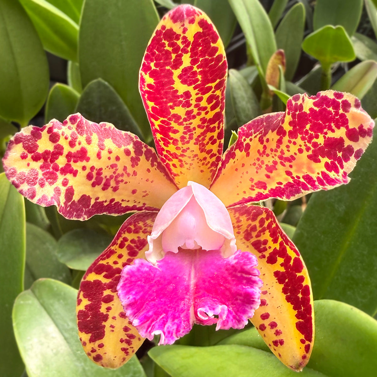 Cattleya Waianae Leopard x Sun Spots ‘Waiomao’s Golden Leopard’