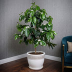 Coffee plant for sale