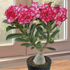 Desert Rose 'Burning Star' adenium plant for sale