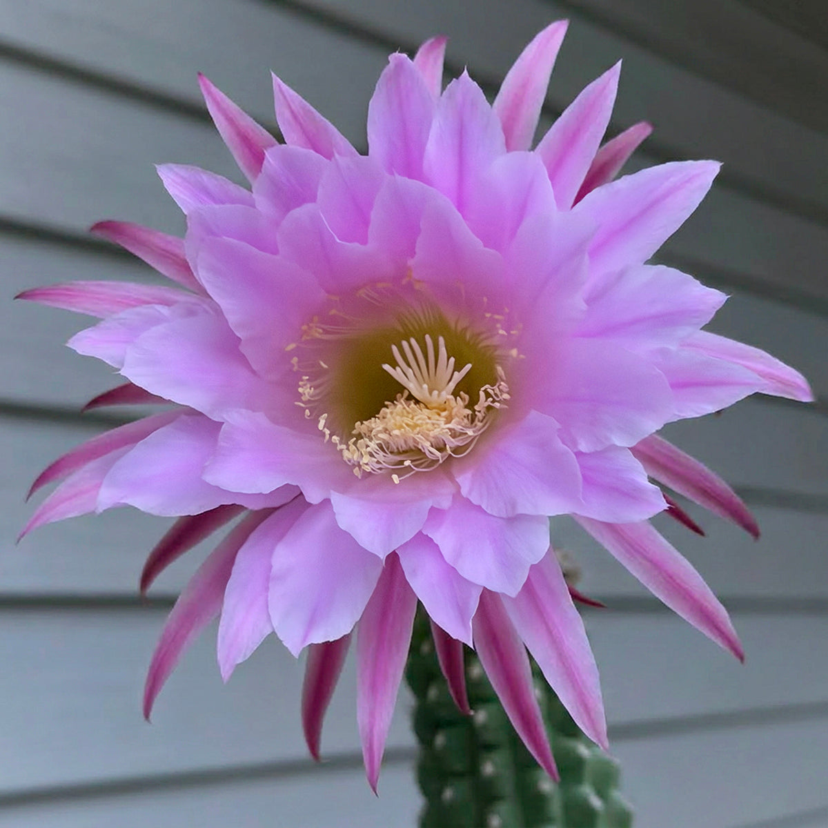 Indian Comb Cactus bloom
