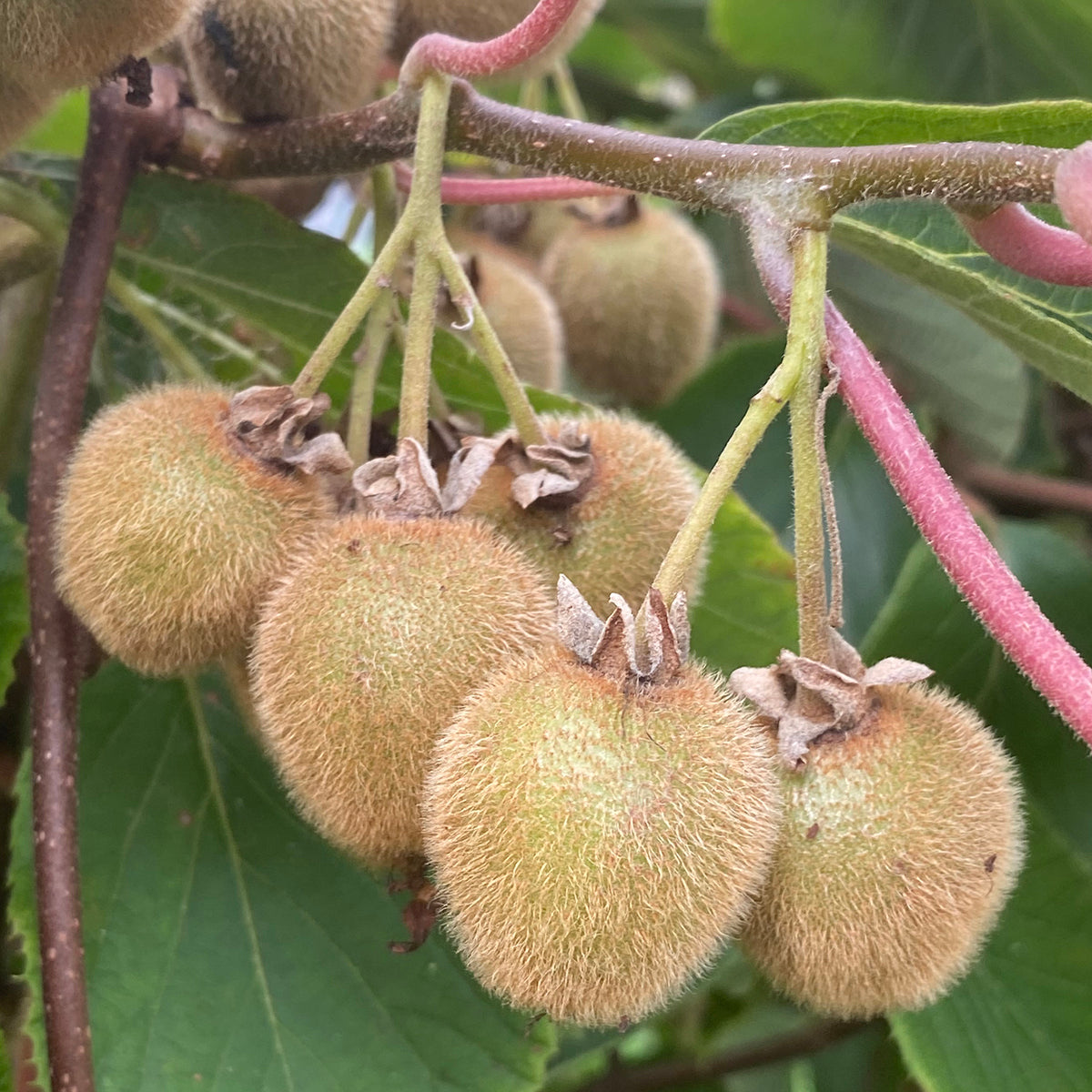 Kiwi Jenny