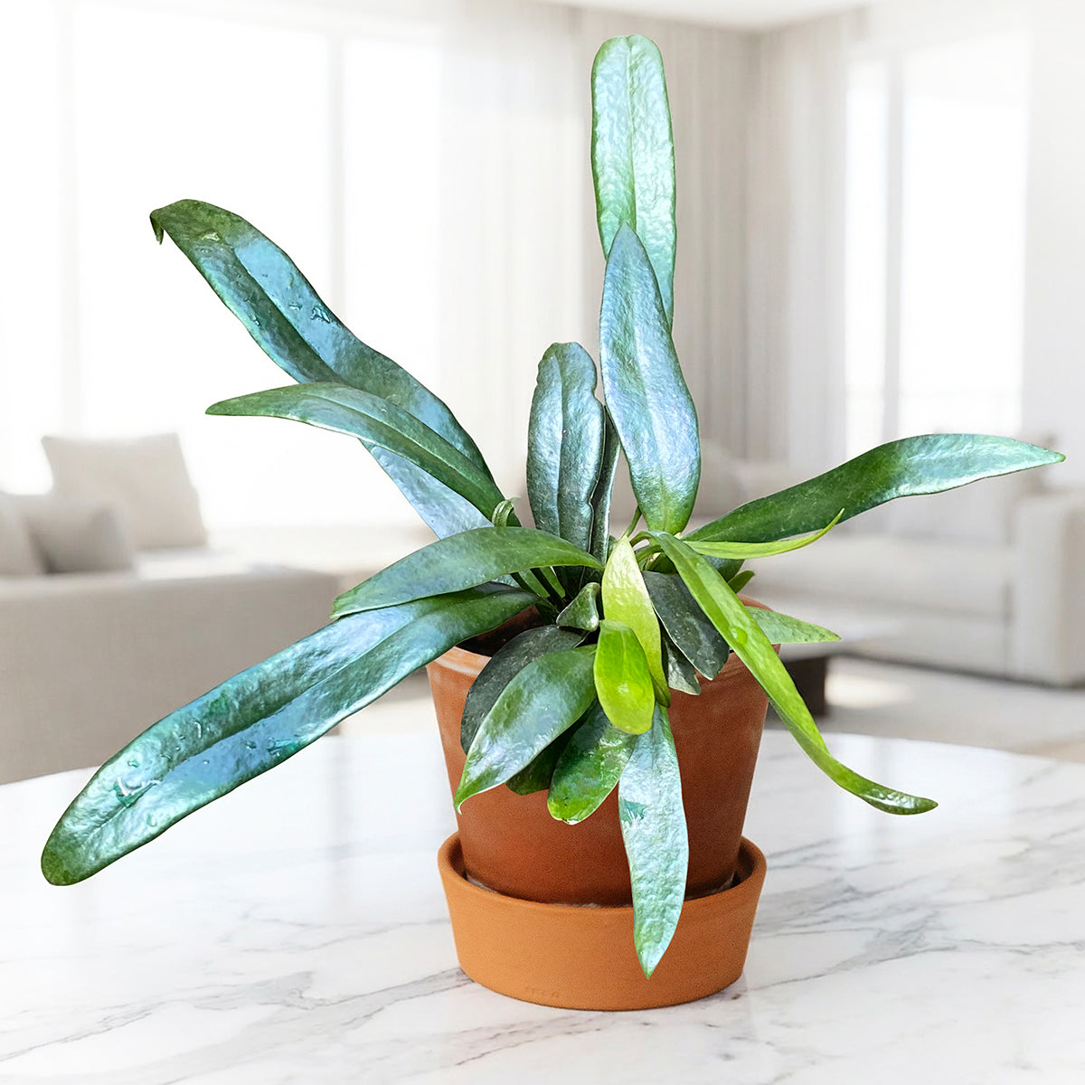 Blue Oil Fern rare plant for sale
