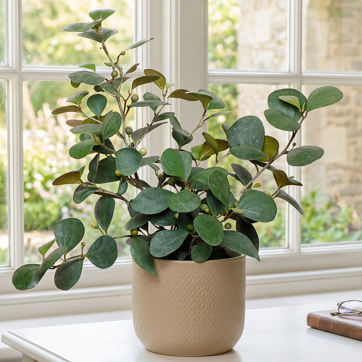 Mistletoe Fig plant for sale