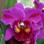 Rlc. Orchid Marsha T. Tsuruda 'Volcano Queen' for sale