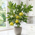 Palestine Sweet Lime Tree for sale