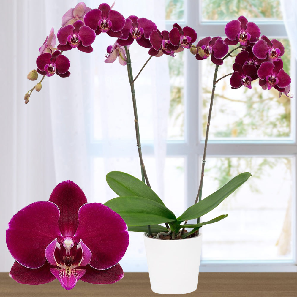 Phalaenopsis Orchid 'Bull’s Eye' - potted plant for sale