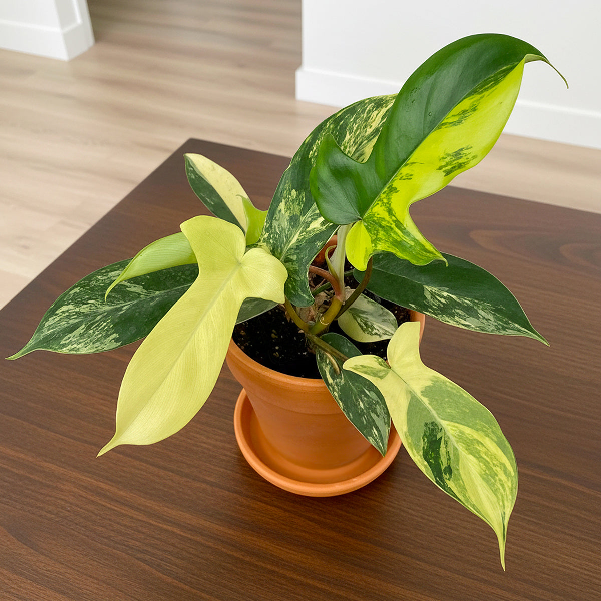 Philodendron Florida Beauty - variegated aroid houseplant for sale