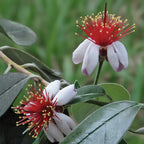 Pineapple Guava Tree (Acca sellowiana)
