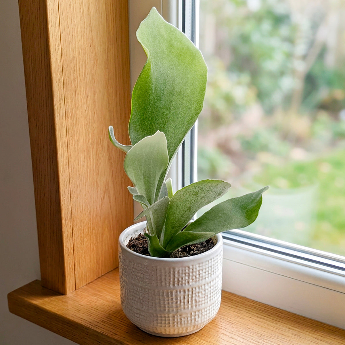 Staghorn Fern 'Netherlands' for sale