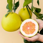 Pummelo Chandler citrus fruit tree for sale