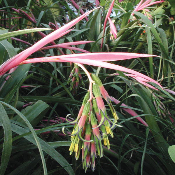 Queen's Tears plant for sale