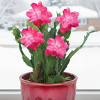 Holiday Cactus plant Red Aspen for sale