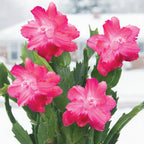 Holiday Cactus 'Red Aspen' (Schlumbergera hybrid)