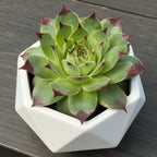 Hardy Hens & Chicks 'Maroon Queen' (Sempervivum calcareum)