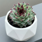 Hardy Hens & Chicks Maroon Queen plant for sale