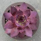 Hardy Hens & Chicks SUPERSEMPS® 'Onyx' (Sempervivum hybrid)
