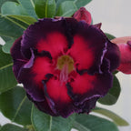 Desert Rose ‘Shadow Flame’ (Adenium hybrid)