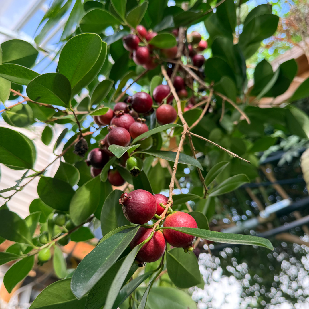 Strawberry Guava Tree (Psidium cattleyanum)